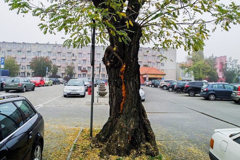 Niebezpieczne drzewo na placu Długosza do wycinki