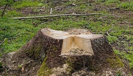 Urzędnicy zapowiadają kolejne wycinki drzew w Raciborzu