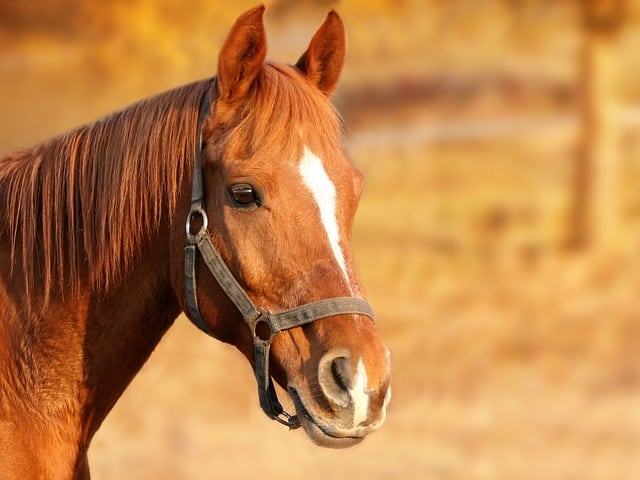 Kantary skórzane dla konia – dbaj o swój komfort jazdy i o swojego wierzchowca