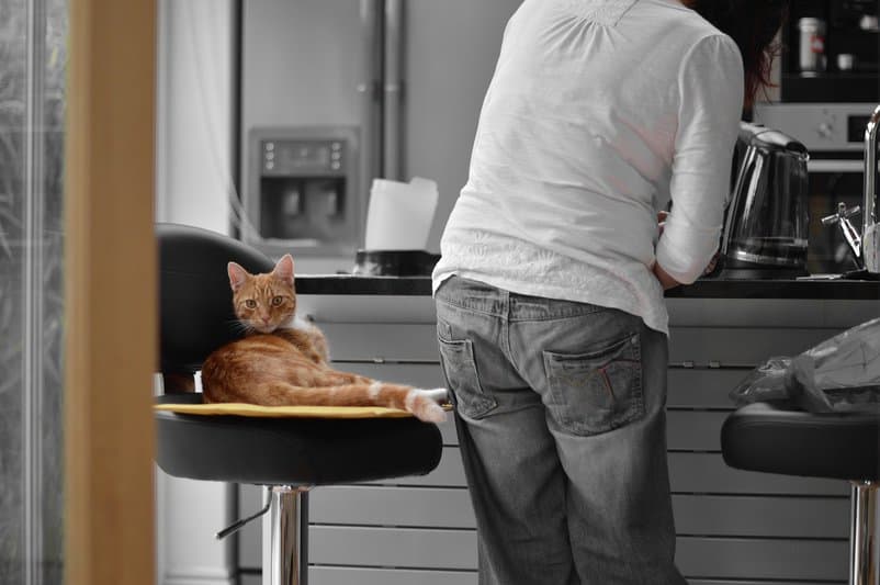 Co powinieneś wiedzieć o karmie dla kota i dla psa? Odkryj ten sekret!