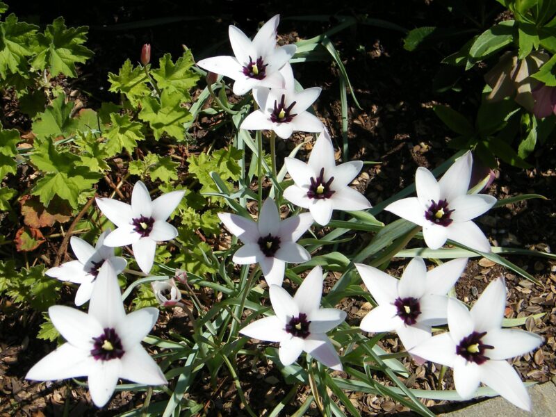 Acidantera (mieczyk abisyński) – dekoracyjna roślina o gwiazdkowatych kwiatach