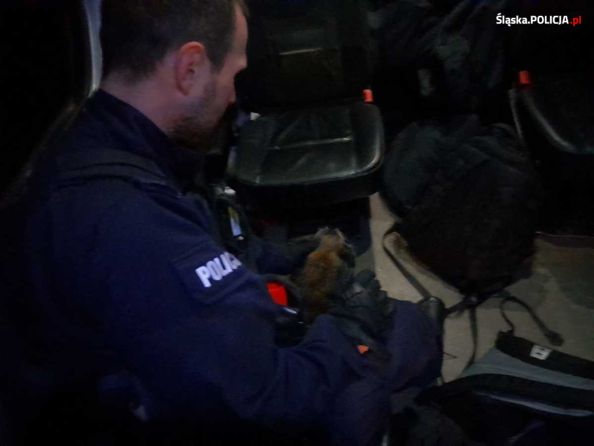 Policjanci ze Śląska uratowali zbłąkanego psa