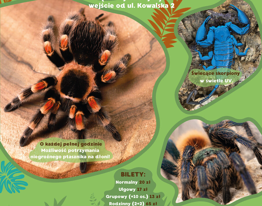 Odkryj fascynujący świat pajęczaków na Wystawie Zwierząt Egzotycznych w Raciborzu